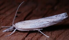 Fissicrambus mutabilis