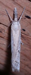 Fissicrambus mutabilis