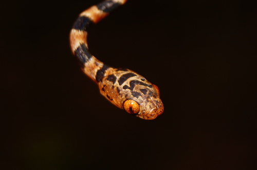 Central American Tree Snake