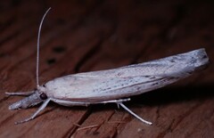 Fissicrambus mutabilis