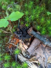 Phellodon niger