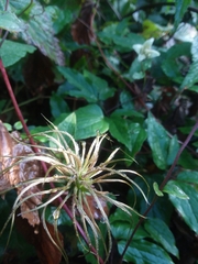 Clematis viorna