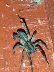 Trochosa