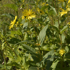 Silphium perfoliatum