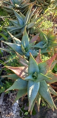 Aloe perfoliata