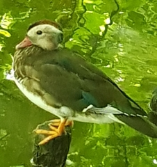 Aix galericulata