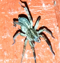 Trochosa