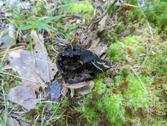 Phellodon niger