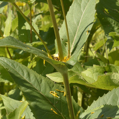 Silphium perfoliatum