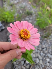 Zinnia elegans