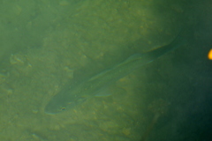 Dicentrarchus labrax