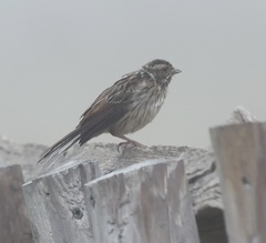 Emberiza schoeniclus