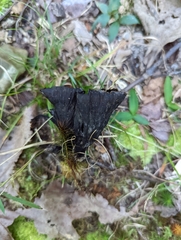 Phellodon niger