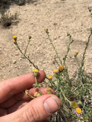 Erigeron breweri breweri