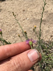 Erigeron breweri breweri