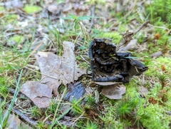Phellodon niger