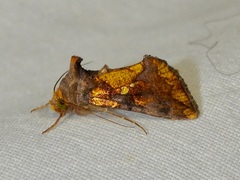 Argyrogramma verruca