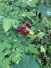 Actaea rubra