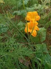 Cucurbita moschata