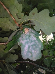 Erysiphe alphitoides