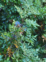 Berberis aquifolium