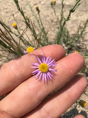 Erigeron breweri breweri
