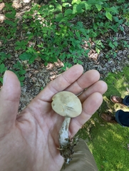 Boletaceae