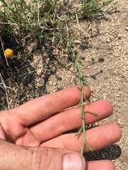 Erigeron breweri breweri