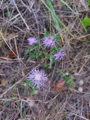 Centaurea jacea