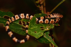 Imantodes gemmistratus