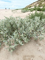 Atriplex laciniata