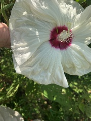 Hibiscus moscheutos