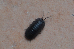 Armadillidium pallasii
