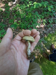 Boletaceae