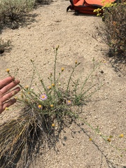 Erigeron breweri breweri