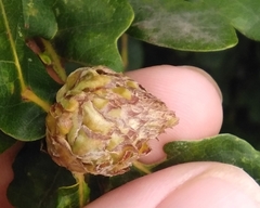 Andricus foecundatrix