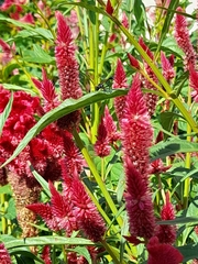 Celosia spicata