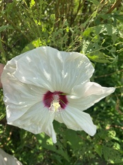 Hibiscus moscheutos