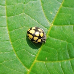 Epilachna mexicana