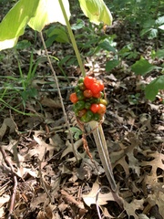 Arisaema triphyllum