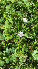 Geranium richardsonii