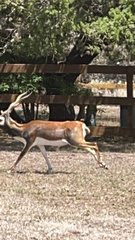 Antilope cervicapra