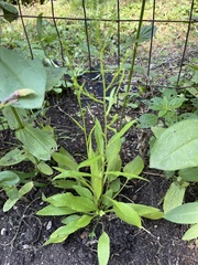 Symphyotrichum oolentangiense