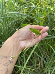 Persicaria sagittata