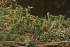 Cladonia fimbriata