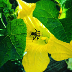 Cucurbita moschata