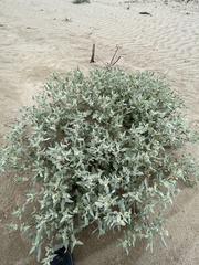 Atriplex laciniata