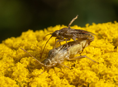 Stictopleurus abutilon