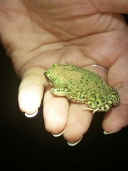 Anaxyrus debilis