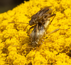 Stictopleurus abutilon